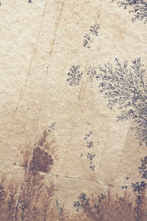 Natural forms drawn on stone textureの写真素材