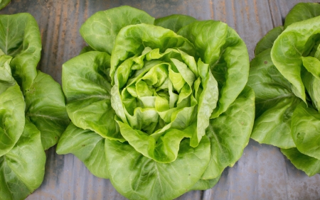 fresh raw salad in Chiangmail Thailand 