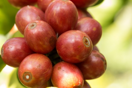 Coffee beans ripening on tree in North of thailandの写真素材