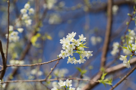 sakura blooming in the sunshine and blue sky,Chiang mai ,Thailand