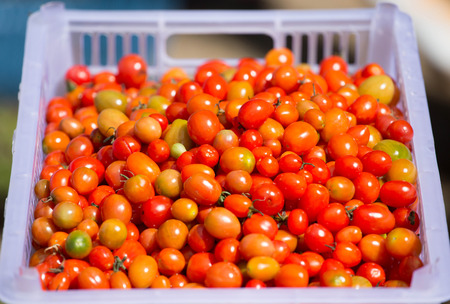 cherry tomatoes backgroundの写真素材
