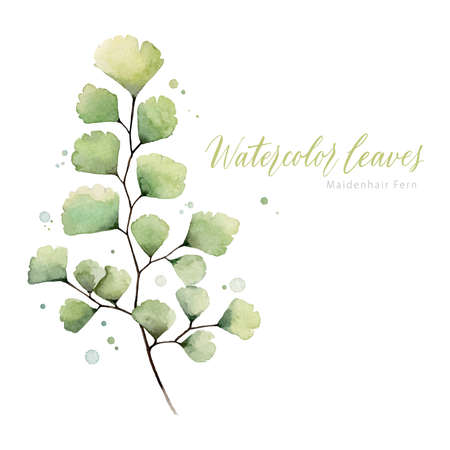 Hand painted watercolor Maidenhair Fern.のイラスト素材