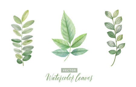 Set of digital watercolor painting branches with green leaves 2のイラスト素材