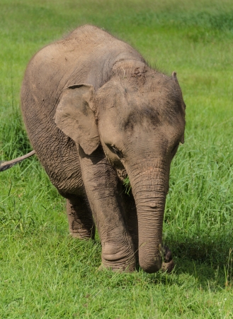 baby elephant walks in the gardenの写真素材