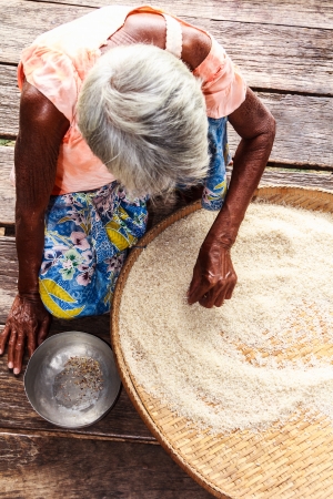 Old Asian woman, winnowing basket with rice, pick and choose rice seedの写真素材