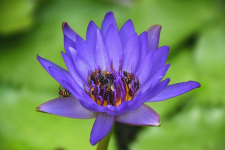 Working bees on water lily nature background.の素材