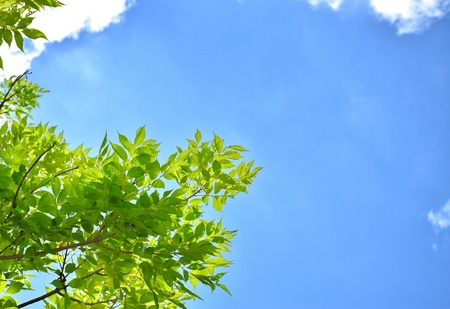 fresh green leaves on skyの写真素材