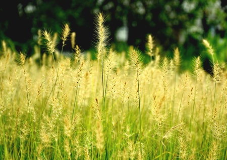 Beautiful golden grass flowersの素材
