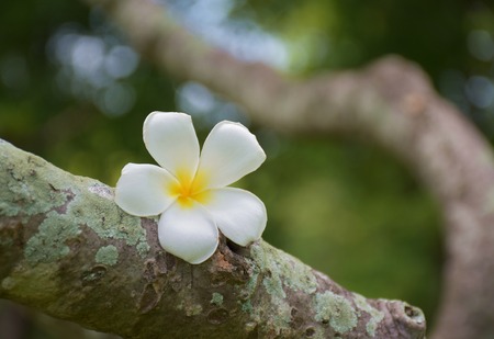 Close up of Fresh Plumeria flower or frangipani flower blossom on old Plumeria tree. white and yellow color, blurred backgroundの写真素材
