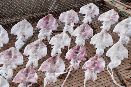 dissection Fresh squid  to dried on net. Fresh squids on the gridiron, traditional squids drying in...