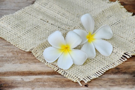 beautiful white Plumeria flowers on wooden tableの写真素材