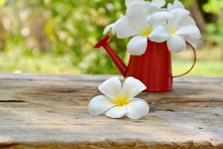 Beautiful one white Plumeria flowers on wooden tableの写真素材