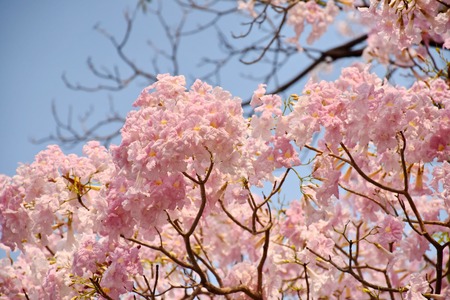 Pink trumpet flower, Top of pink trumpet tree, soft focus and brightnessの写真素材