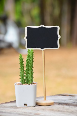 beautiful mini cactus with black wooden sign on brown table, in garden, morning, sunlightの写真素材