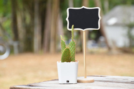 beautiful opuntia microdasys cactus with black wooden sign on brown table, in garden, morning, sunlightの写真素材