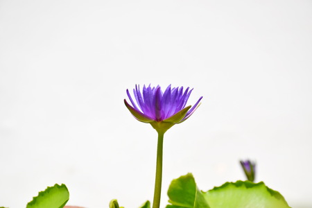 Beautiful Beside of purple water lily in morning white background.  sunlight, sun-rayの写真素材