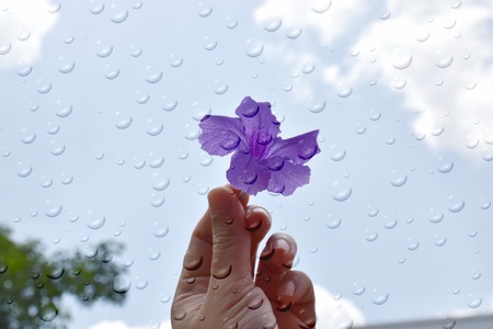 purple Ruellia tuberosa Flowers in hand under the rain, raindrops on glass backgroundの写真素材