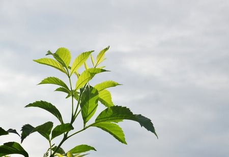 Top of new born green leaves against the skyの写真素材