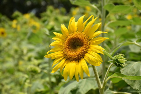 Beautiful fresh sunflowerの写真素材