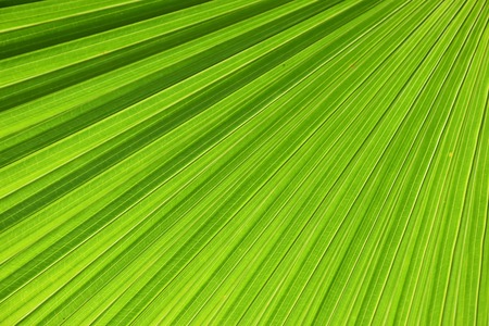 Fresh under Green leafの写真素材