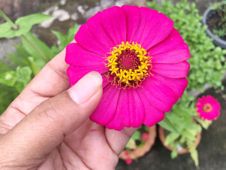 Hand holding beautiful pink zinnia flower.