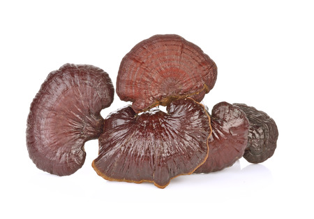 Lingzhi mushroom, Reishi mushroom isolate on white backgroundの写真素材