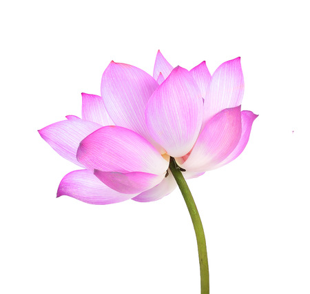 Lotus flower  on white background.の写真素材