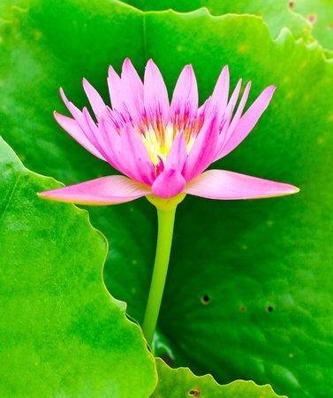  lotus on water. の写真素材