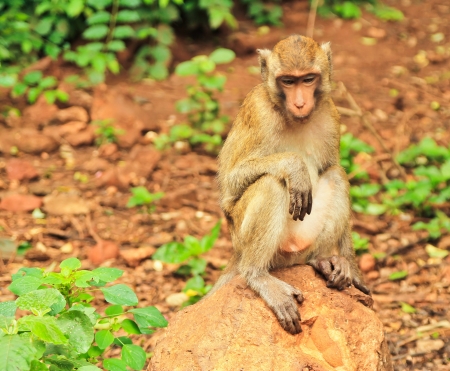 Monkey sitting on the rock