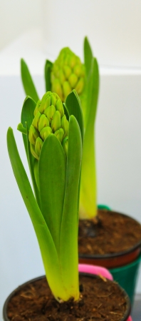 Hyacinth seedling in nurseryの写真素材