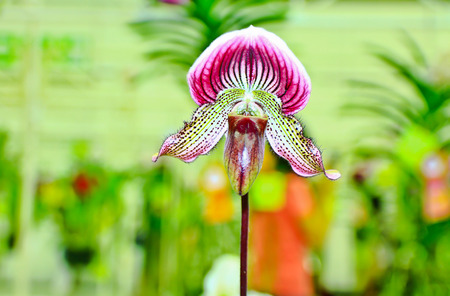 Lady Slipper Orchid Paphiopedilum