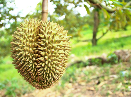 Durian trees in the garden of Rayong, Thailandの写真素材