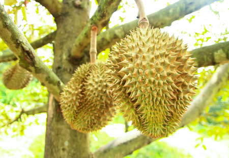 Durian trees in the garden of Rayong, Thailandの写真素材