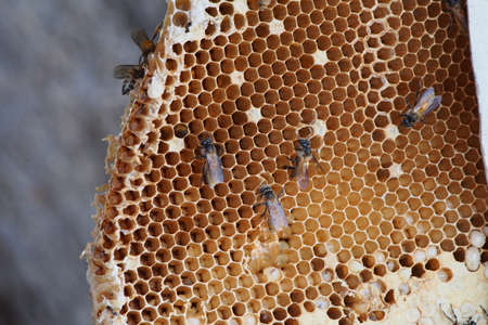 honeycomb