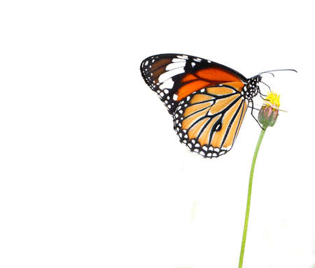 Butterfly on white blackgroundの写真素材