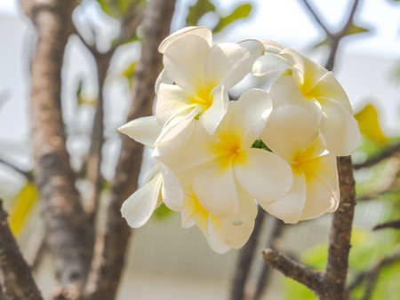 White plumeriaの写真素材
