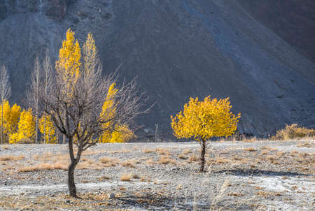 Tree  of autumnの写真素材