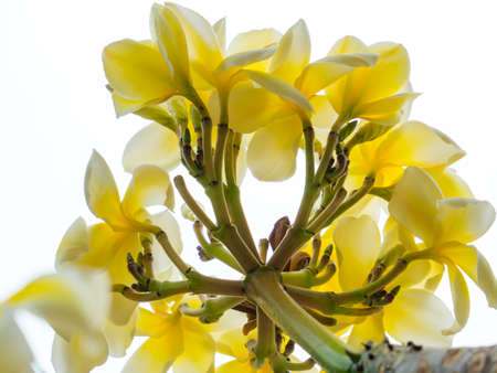 white background plumeriaの写真素材
