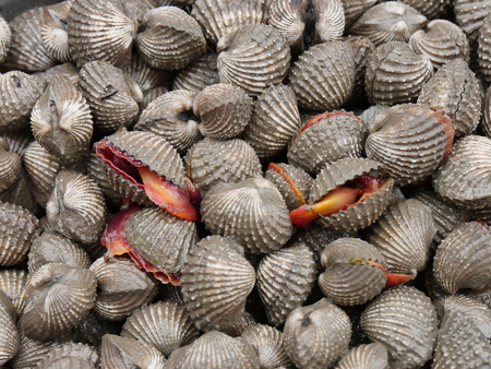 Fresh blood cockleの写真素材