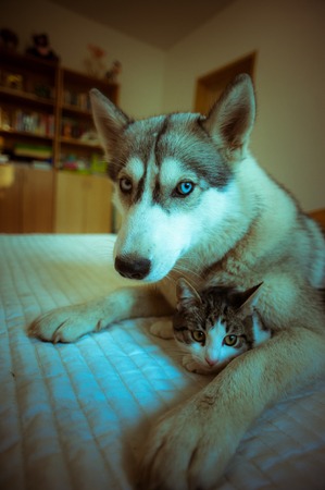 The dog hugs a cat. Cute blue-eyed husky puppy and little pussy lie together in the bedroom on the bed.の写真素材
