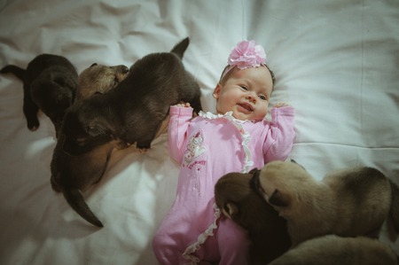 Image of cute little girl in pink suit and puppies on white background. Newborn baby, caucasian child.の写真素材
