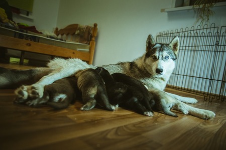 The image of cute dog nursing her little puppies indoor.の写真素材