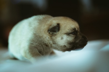 Image of cute little puppy closeup indoor.の写真素材