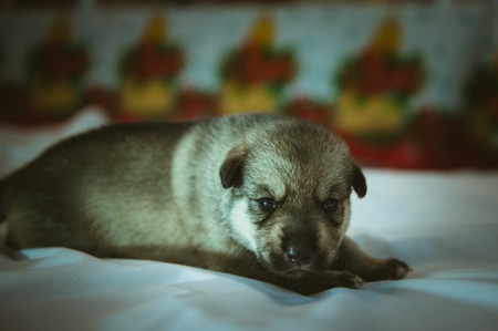 Image of cute little puppy closeup indoor.の写真素材