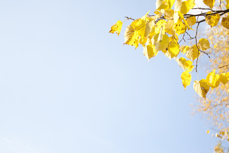 Image of golden leaves at autumn. Beautiful yellow branch of tree in the forest or park. Background.の写真素材