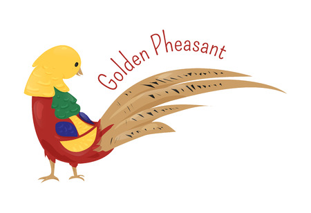 Cartoon golden or Chinese pheasant isolated on white. Chrysolophus pictus. Gallinaceous birds. Fauna. Ornithology. Part of series of various australian animal species. Wildlife concept. Vectorのイラスト素材