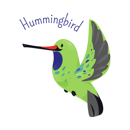 Hummingbird isolated on white background. Family Trochilidae Golden tailed sapphire. Child fun pattern icon. Part of series of various bird species. Fauna. Wildlife concept. Cartoon style. Vectorのイラスト素材