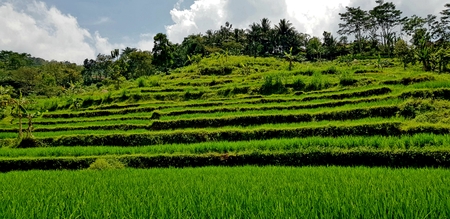 terraced rice fields
