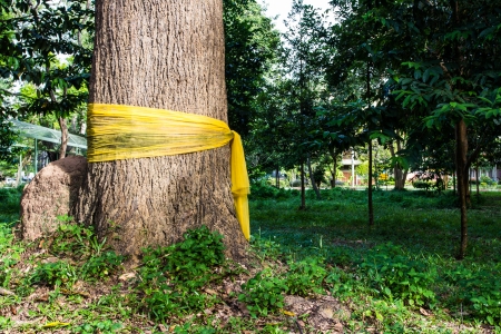 community forest ordinationの写真素材