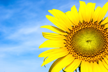 Close-up of sun flower against a blue skyの写真素材